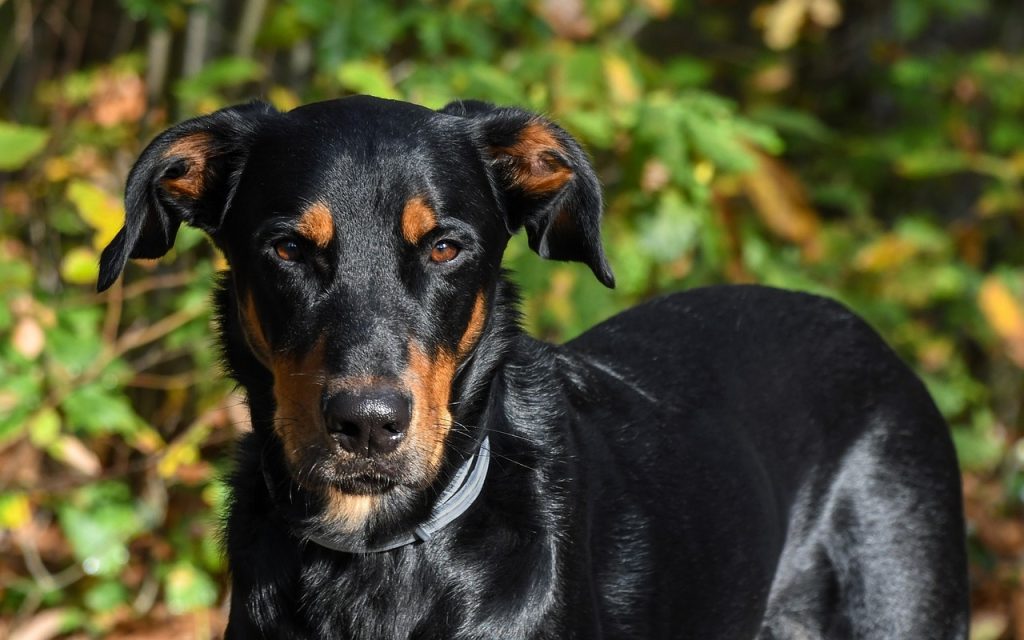 un Beauceron en gros plan