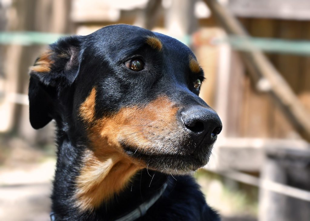 un Beauceron avec la tête inclinée