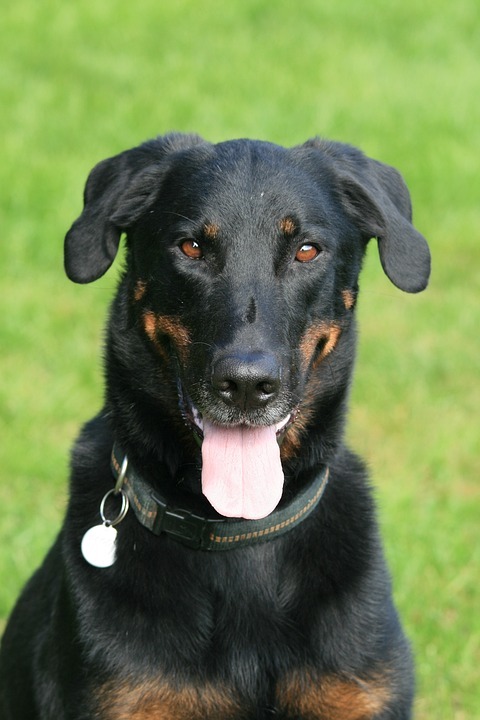 un Beauceron assis