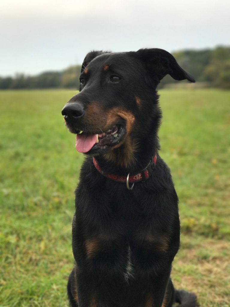un Beauceron à la campagne