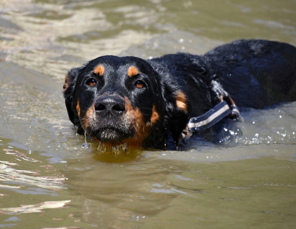 un Beauceron qui nage