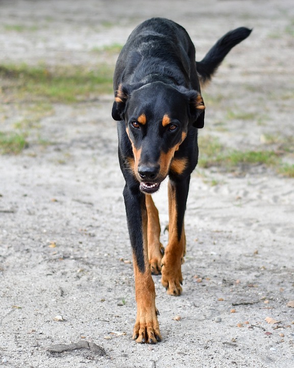un Beauceron en promenade