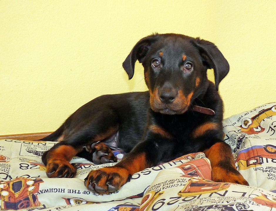 un chiot Beauceron