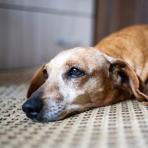 un chien allongé