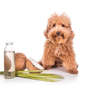 chien eau de coco