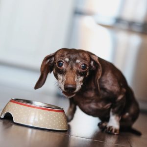 un chien devant sa gamelle