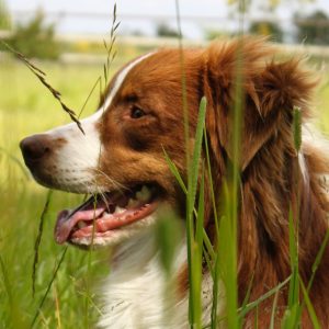 un chien dans l'herbe
