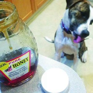 un chien qui mange du miel