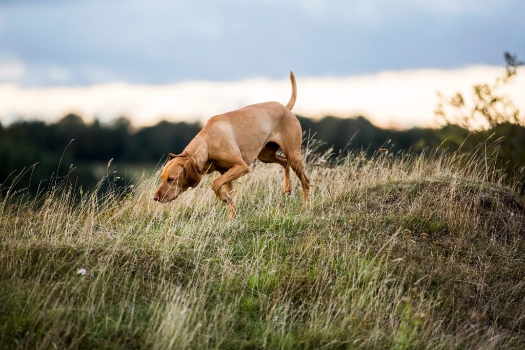 un chien qui renifle de l'herbe