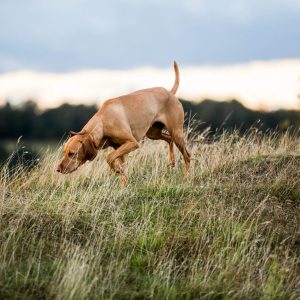 un chien qui renifle de l'herbe