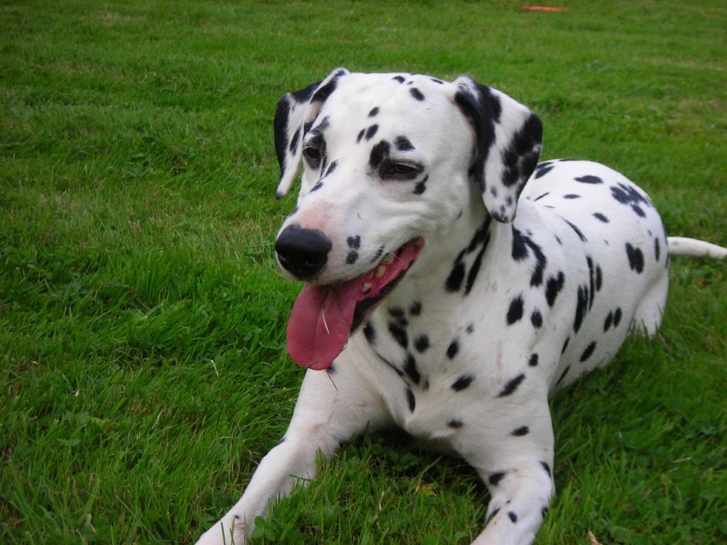 un Dalmatien langue sortie