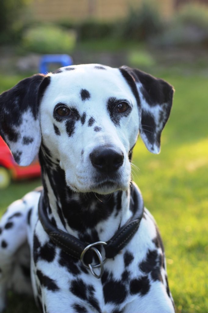 un Dalmatien en gros plan