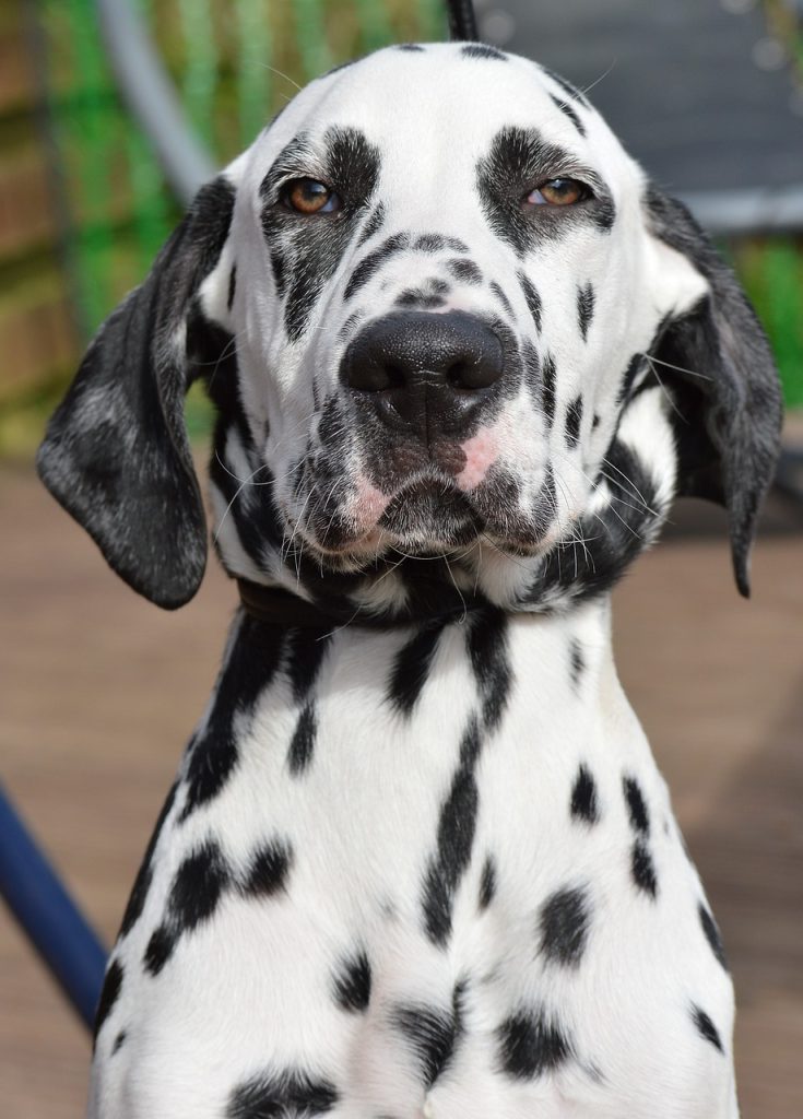 un Dalmatien sûr de lui