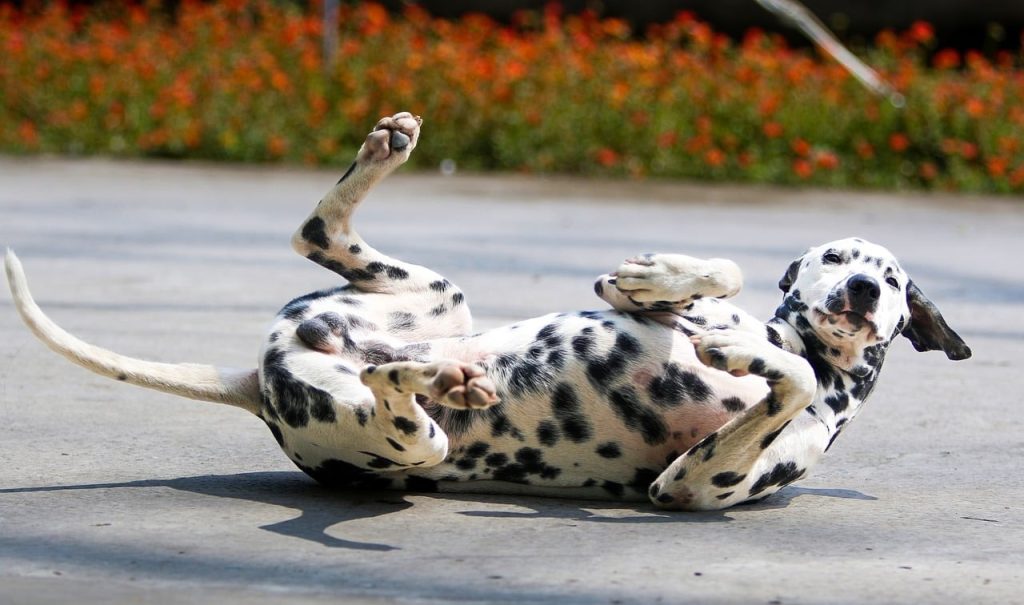 un Dalmatien qui fait le fou