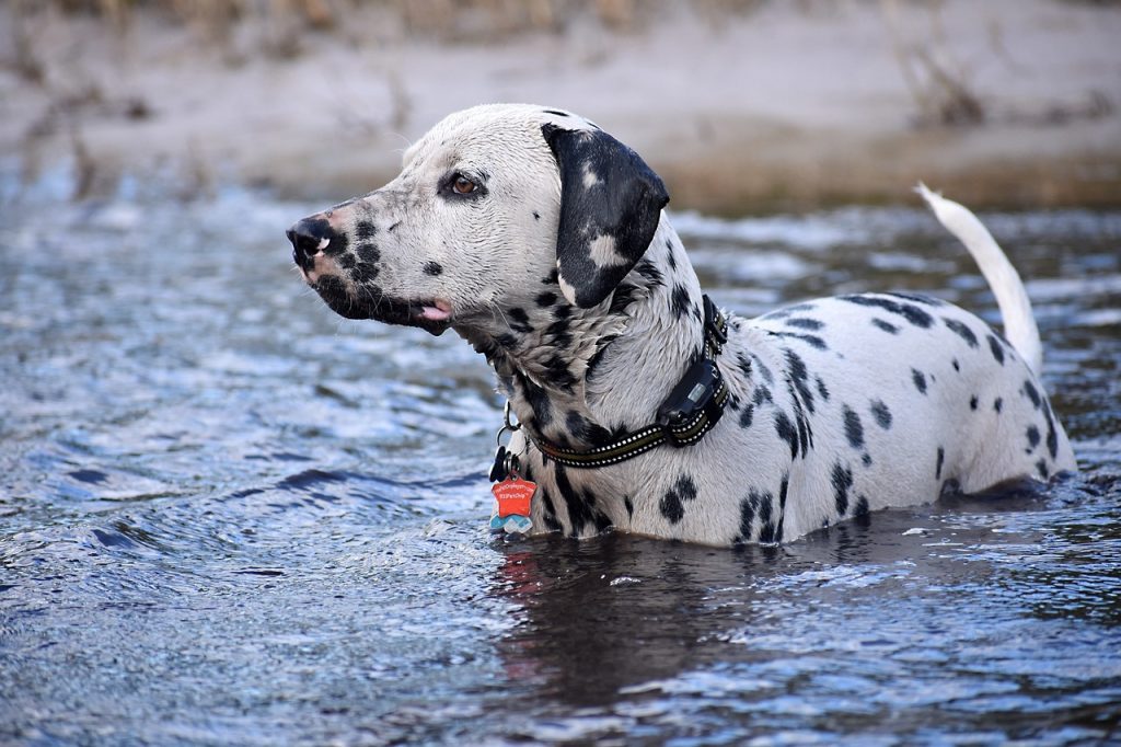 un Dalmatien qui marche dans l'eau