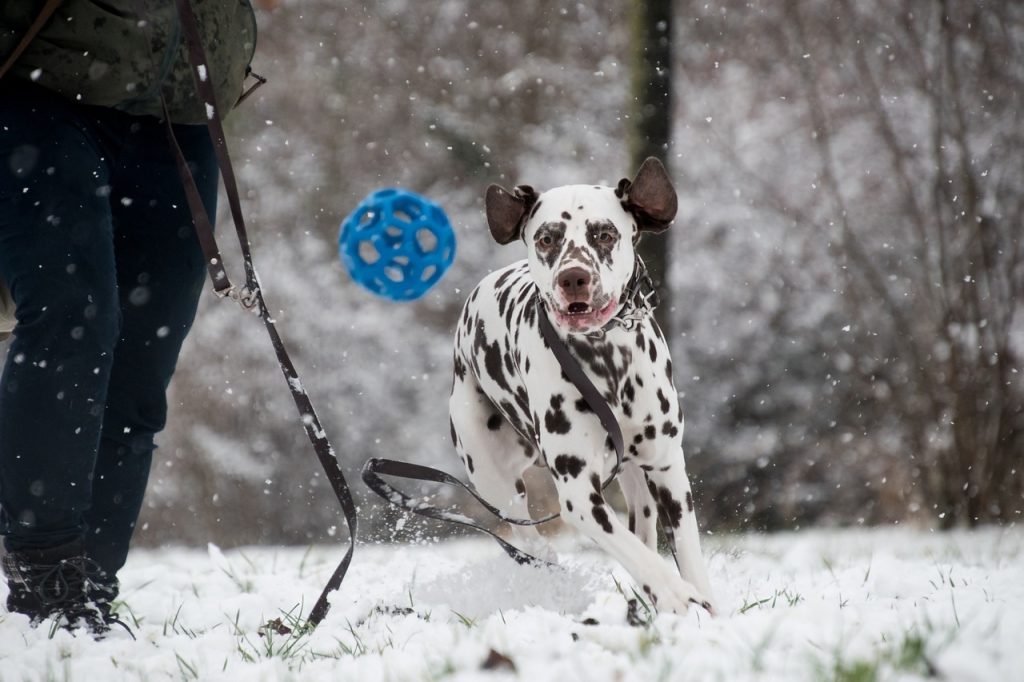 un Dalmatien qui joue dans la neige