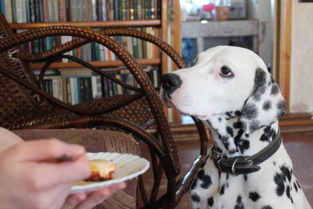 un Dalmatien qui attend sa part de gâteau