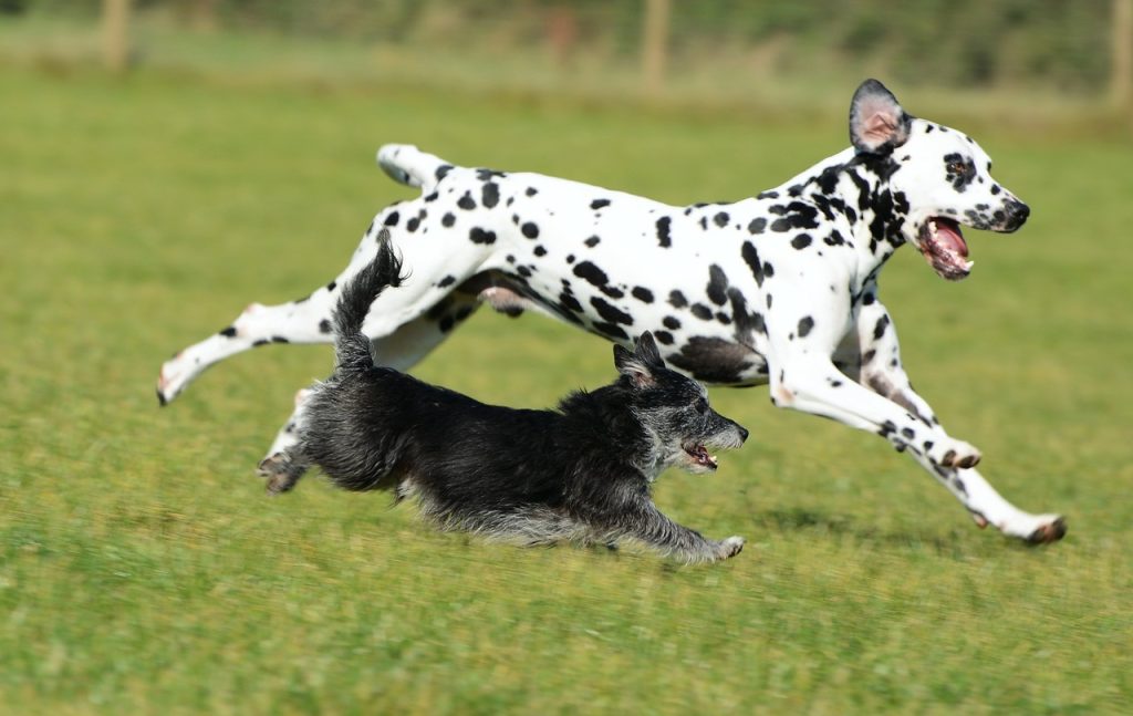 un Dalmatien qui court avec un autre chien