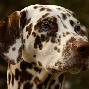 un Dalmatien à taches marron