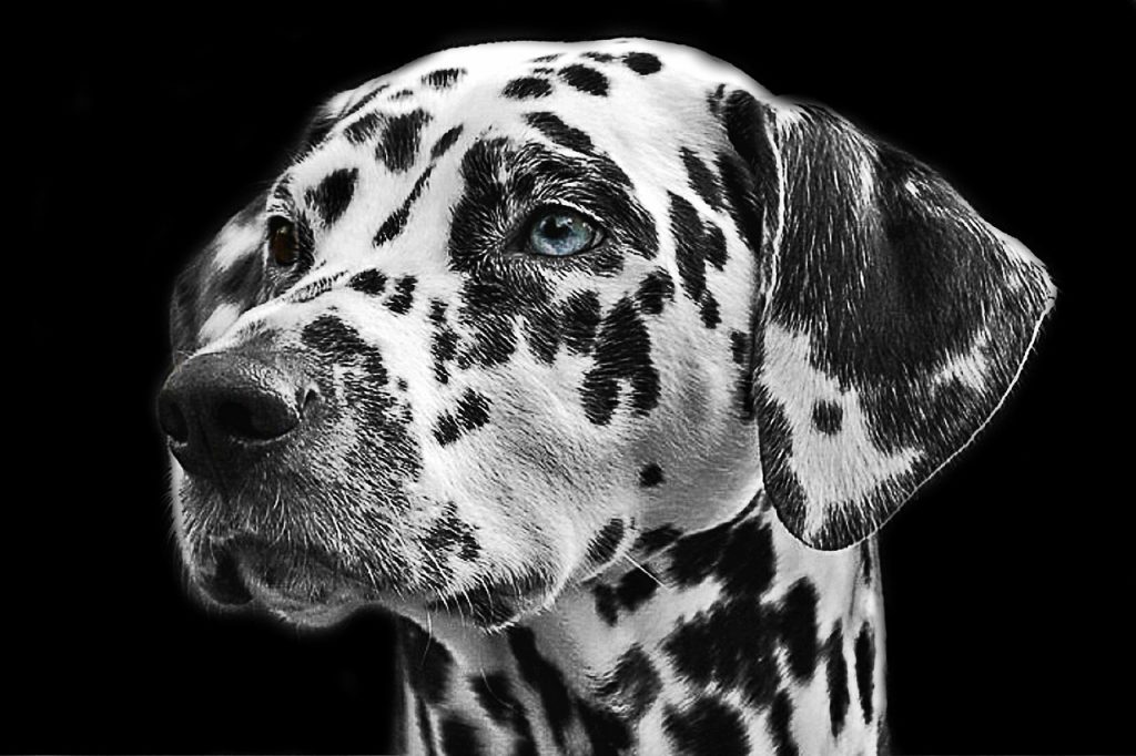un Dalmatien qui a de la gueule