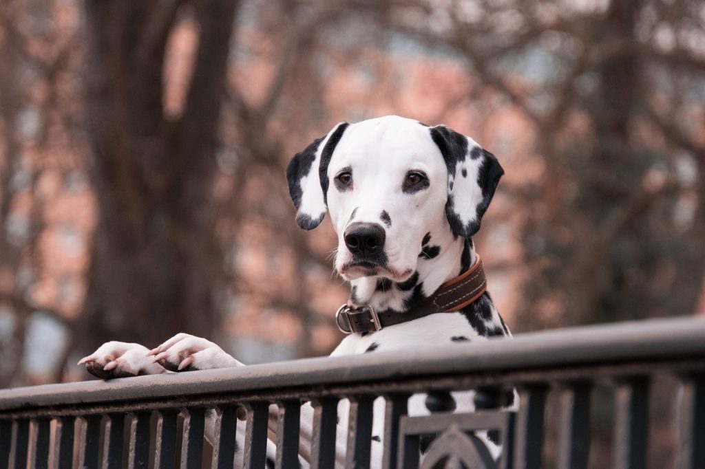 un Dalmatien qui attend