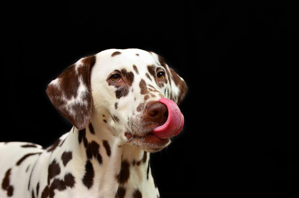 un Dalmatien qui tire la langue
