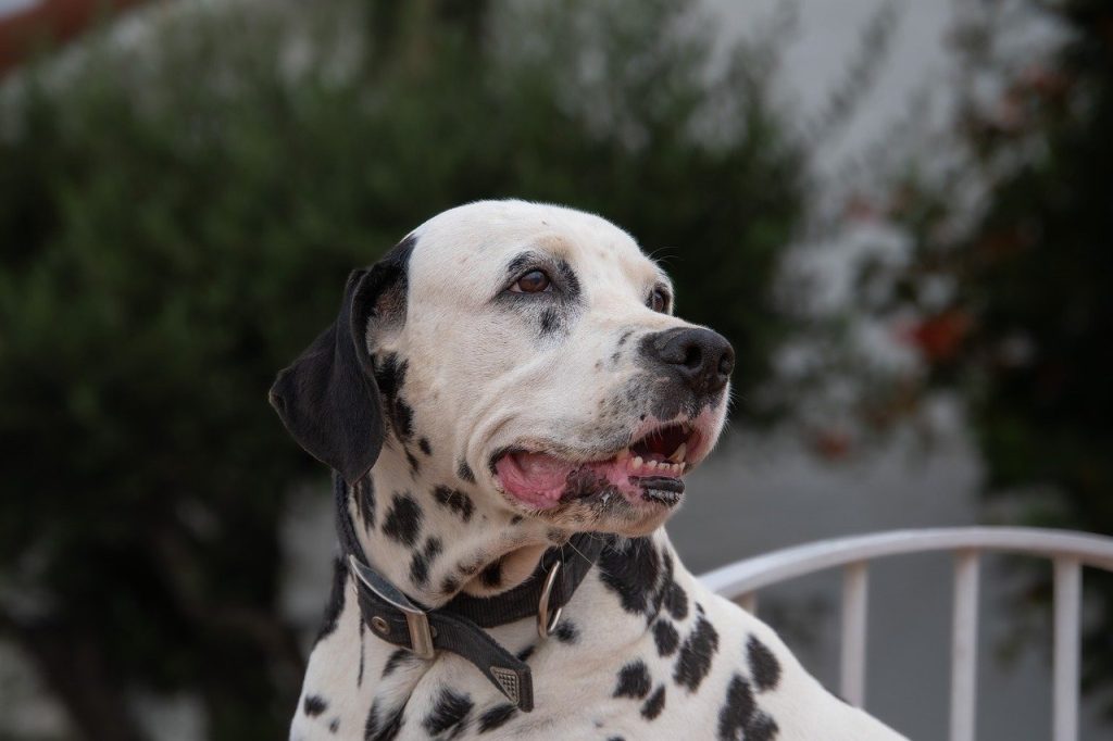 un Dalmatien qui rit