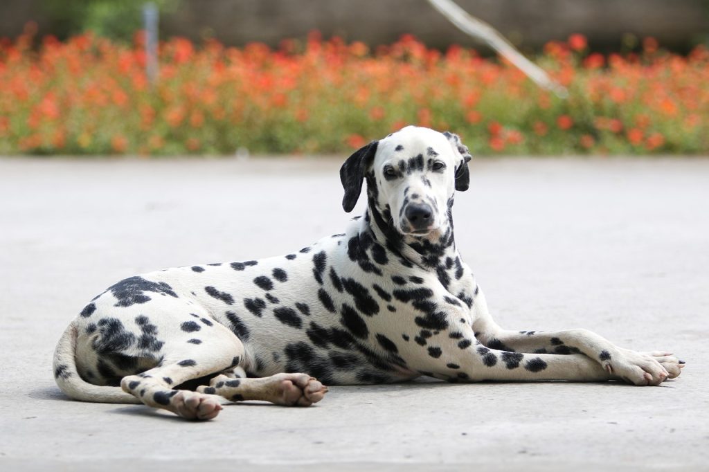 un Dalmatien couché