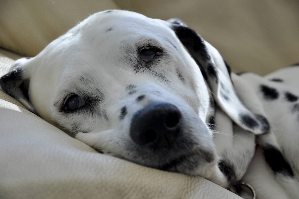 un Dalmatien qui se repose