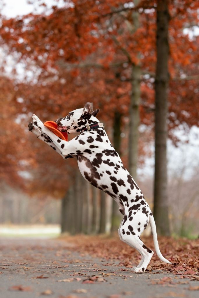 un Dalmatien qui joue au frisbee