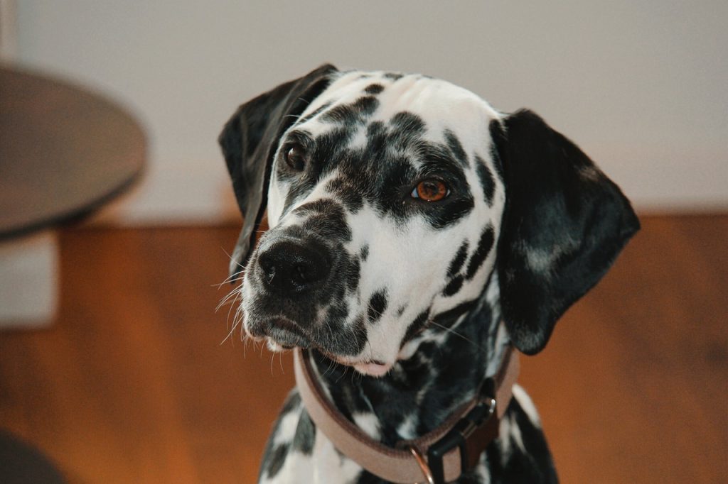 un Dalmatien qui regarde droit devant lui