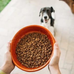 une gamelle de croquettes pour un chien