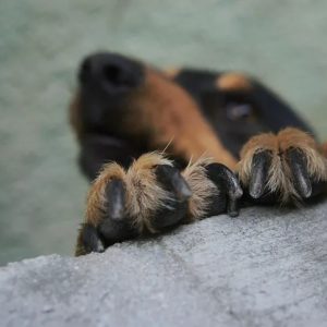 griffes de chien