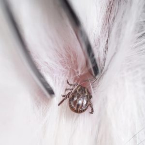 une tique sur un chien