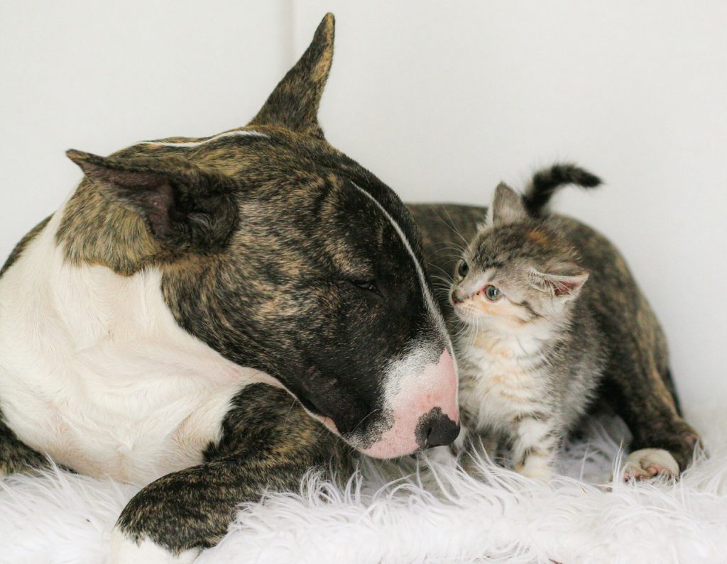 un Bull Terrier et un chat