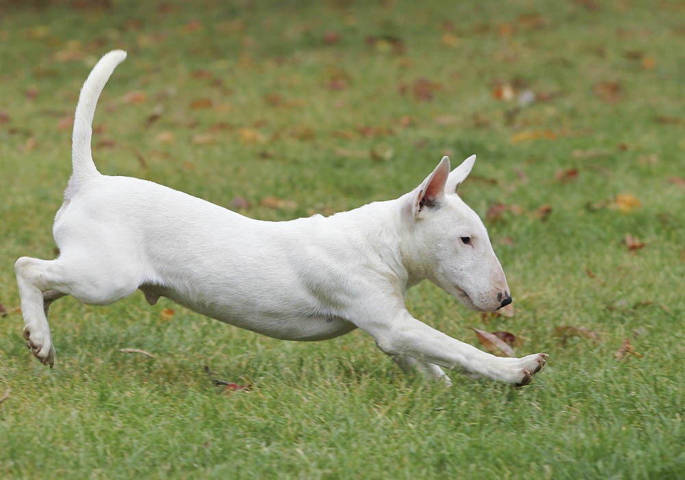 un Bull Terrier qui court
