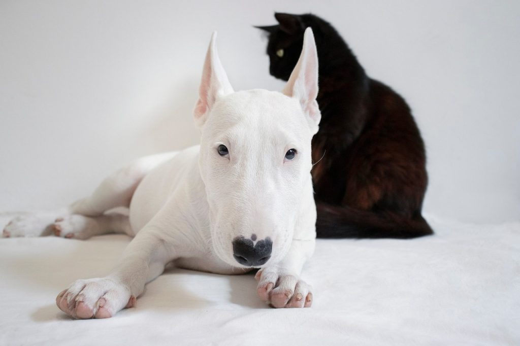 un Bull Terrier blanc et un chat noir