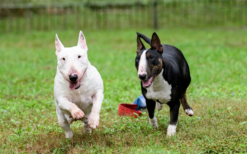 2 Bull Terriers qui jouent