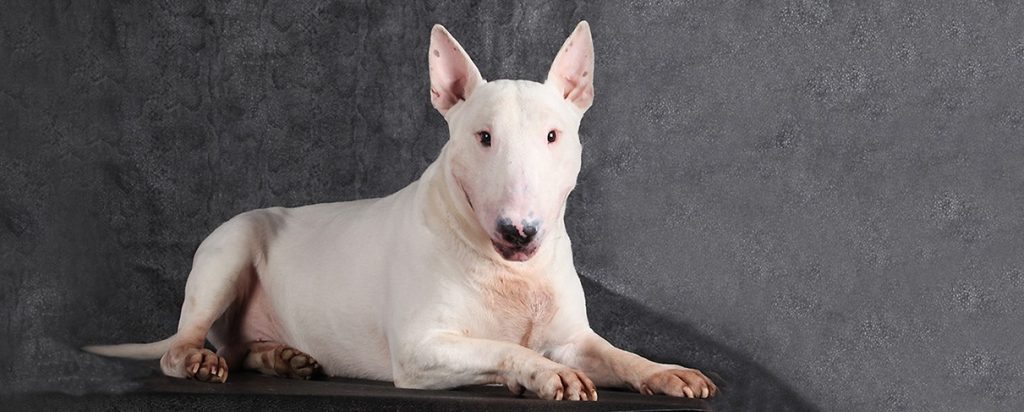 un Bull Terrier miniature