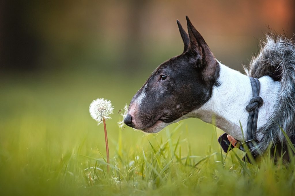 un Bull Terrier qui renifle une fleur de pissenlit