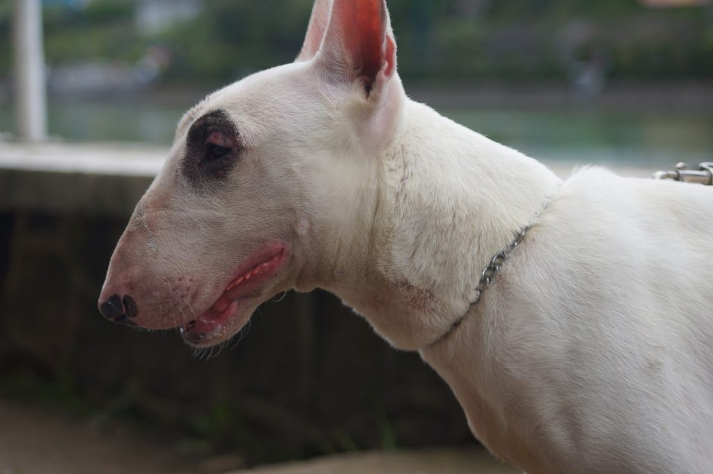un Bull Terrier en gros plan
