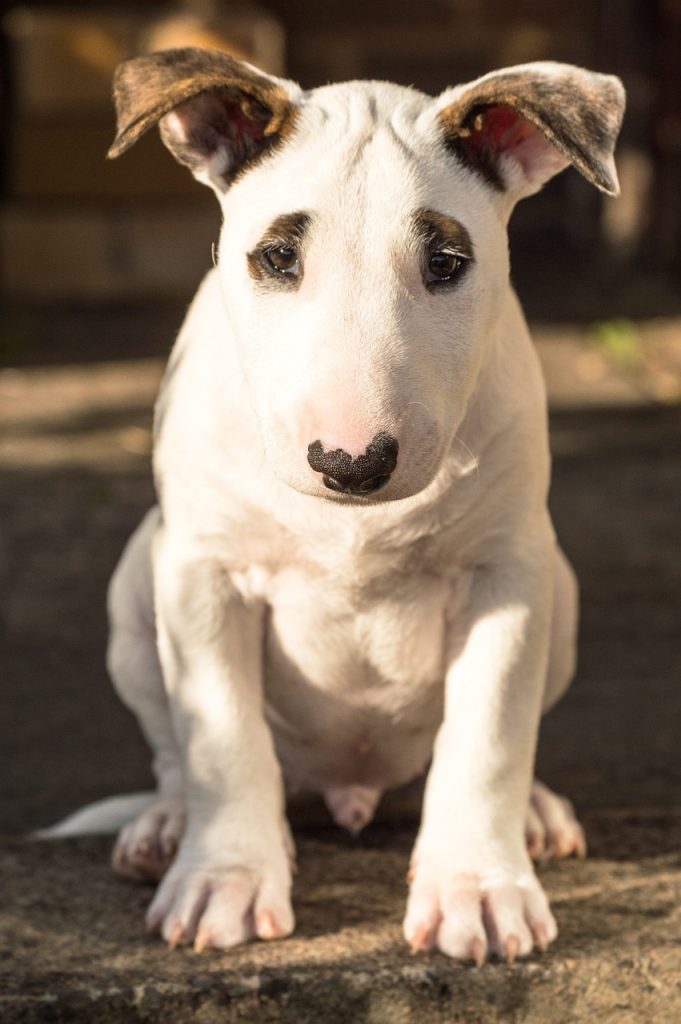 un chiot Bull Terrier