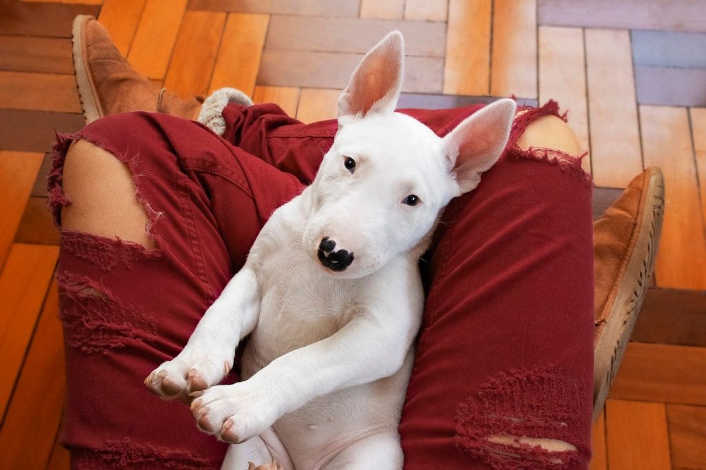 un Bull Terrier couché sur un coussin