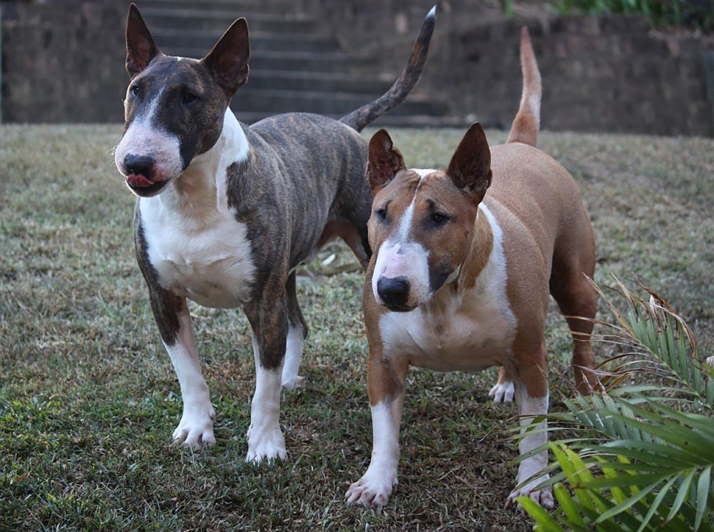 2 Bull Terriers
