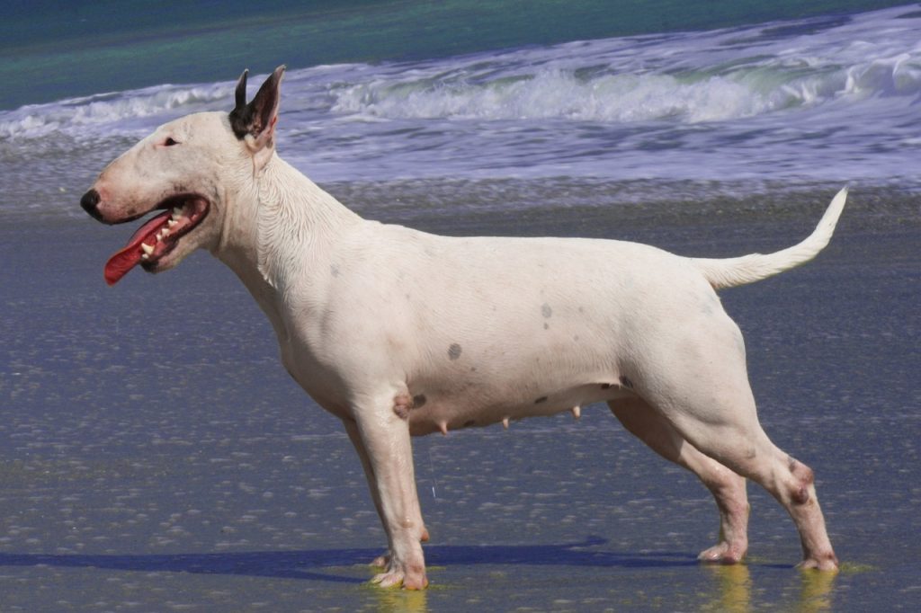 une chienne Bull Terrier