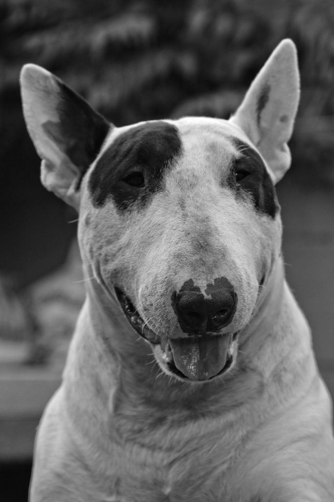 un Bull Terrier sûr de lui