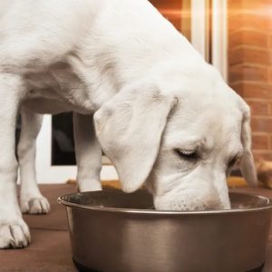 un chien blanc qui mange