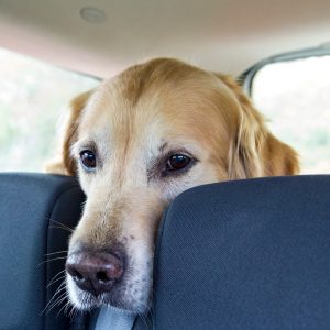 un chien dans une voiture