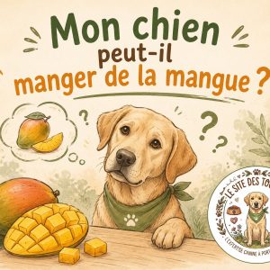 un chien peut-il manger de la mangue
