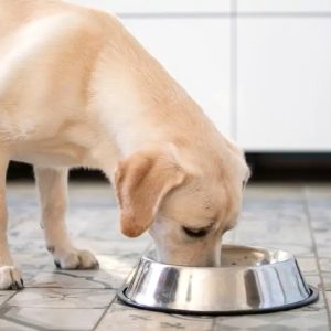 un chien, le museau dans sa gamelle
